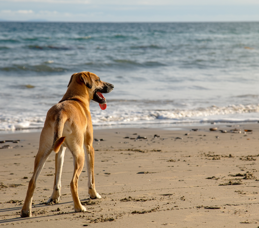 Chien regardant vers l'horizon