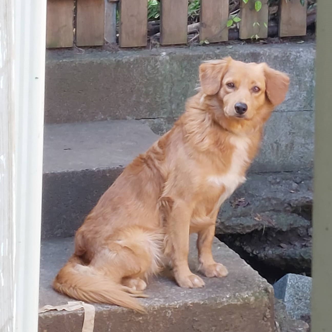 chien orange et blanc, poil mi-long, assis dehors