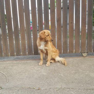 chien roux et blanc, assis devant un portail en bois