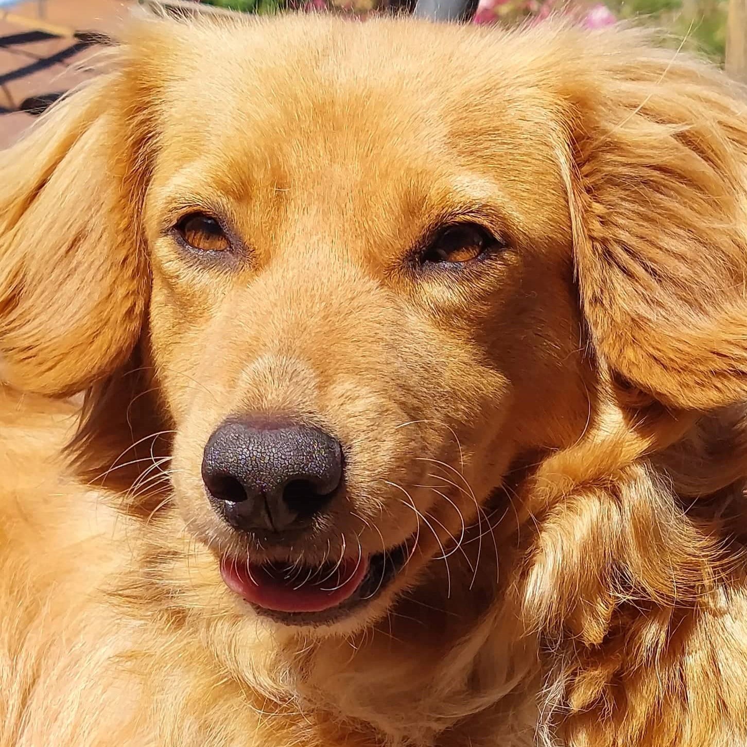 chien roux, poil mi-long