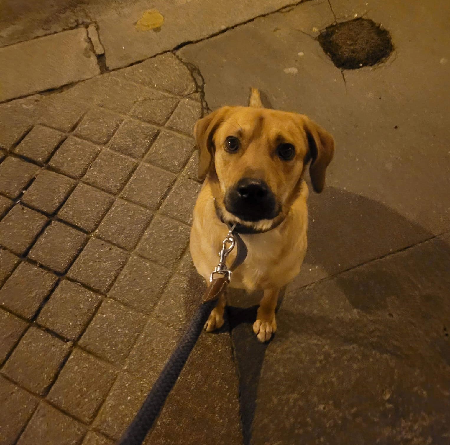 chien beige assis avec un collier et une laisse, la photo est prise de nuit en plongé