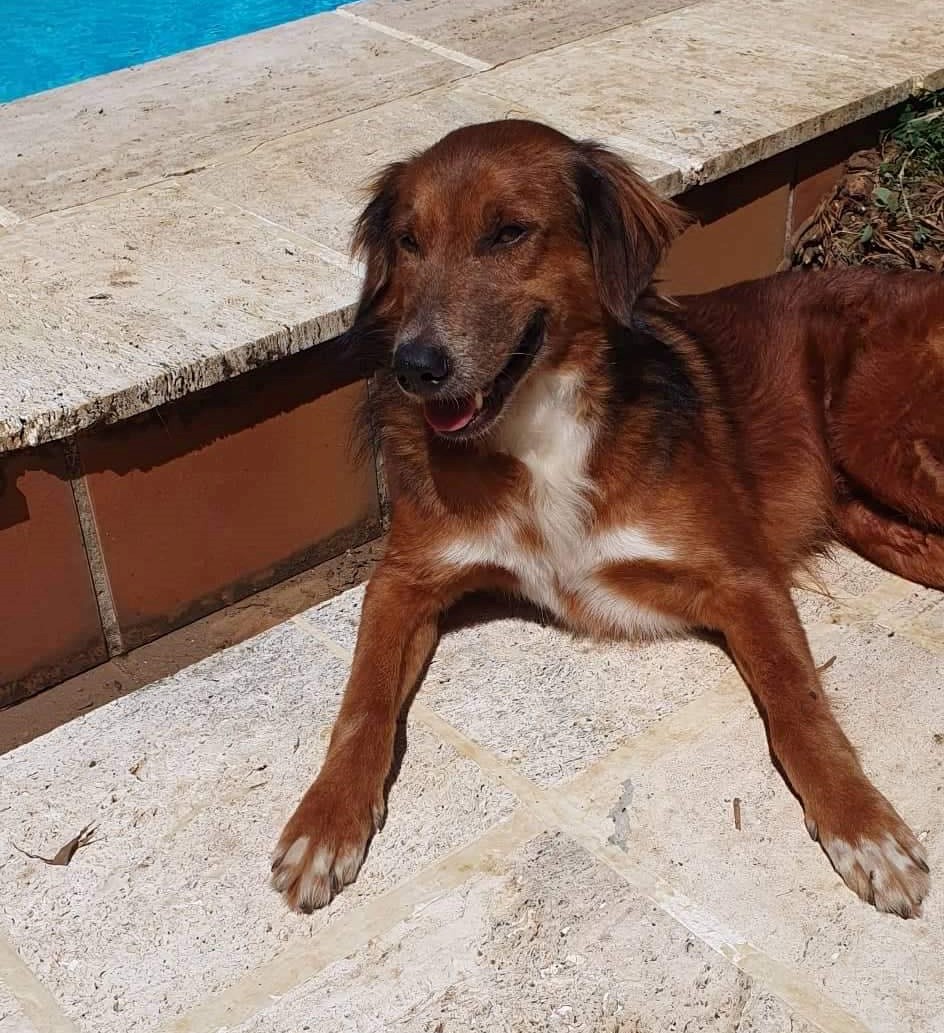 Chien fauve avec un plastron blanc allongé au soleil