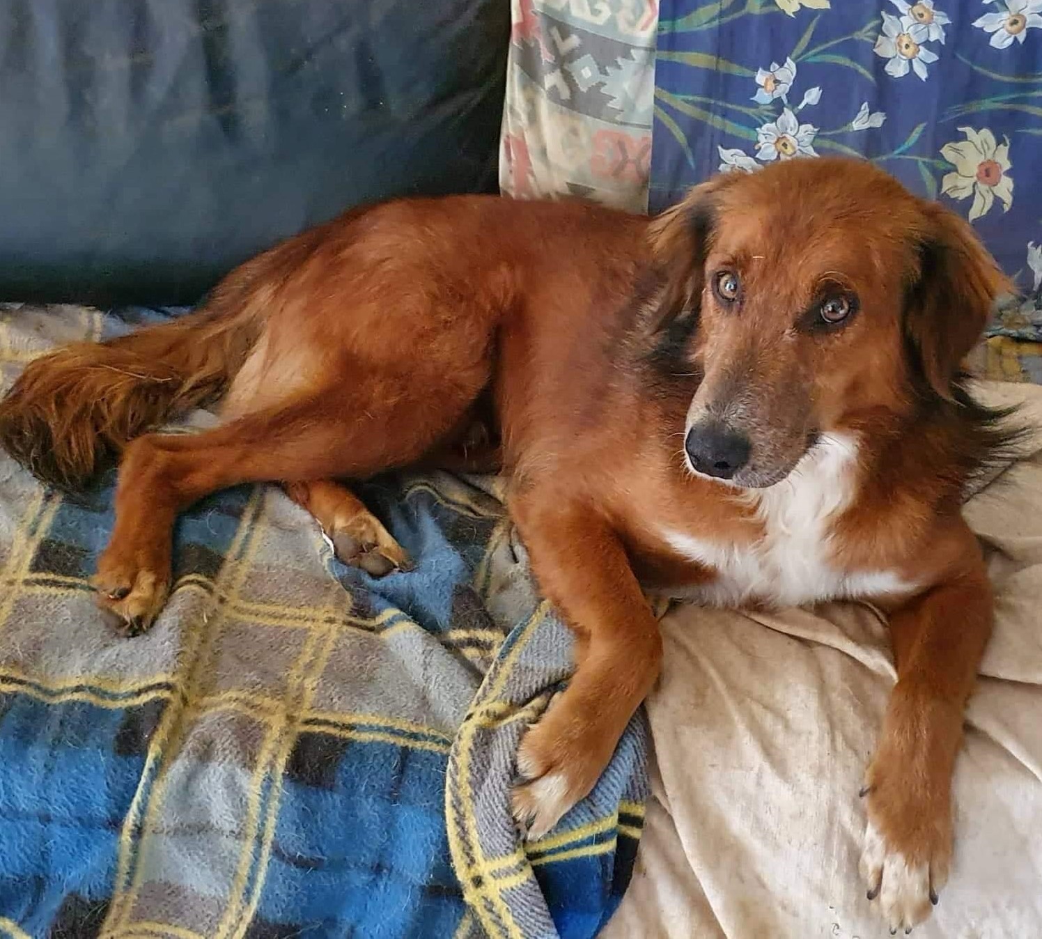 chien fauve et blanc allongé sur des couvertures