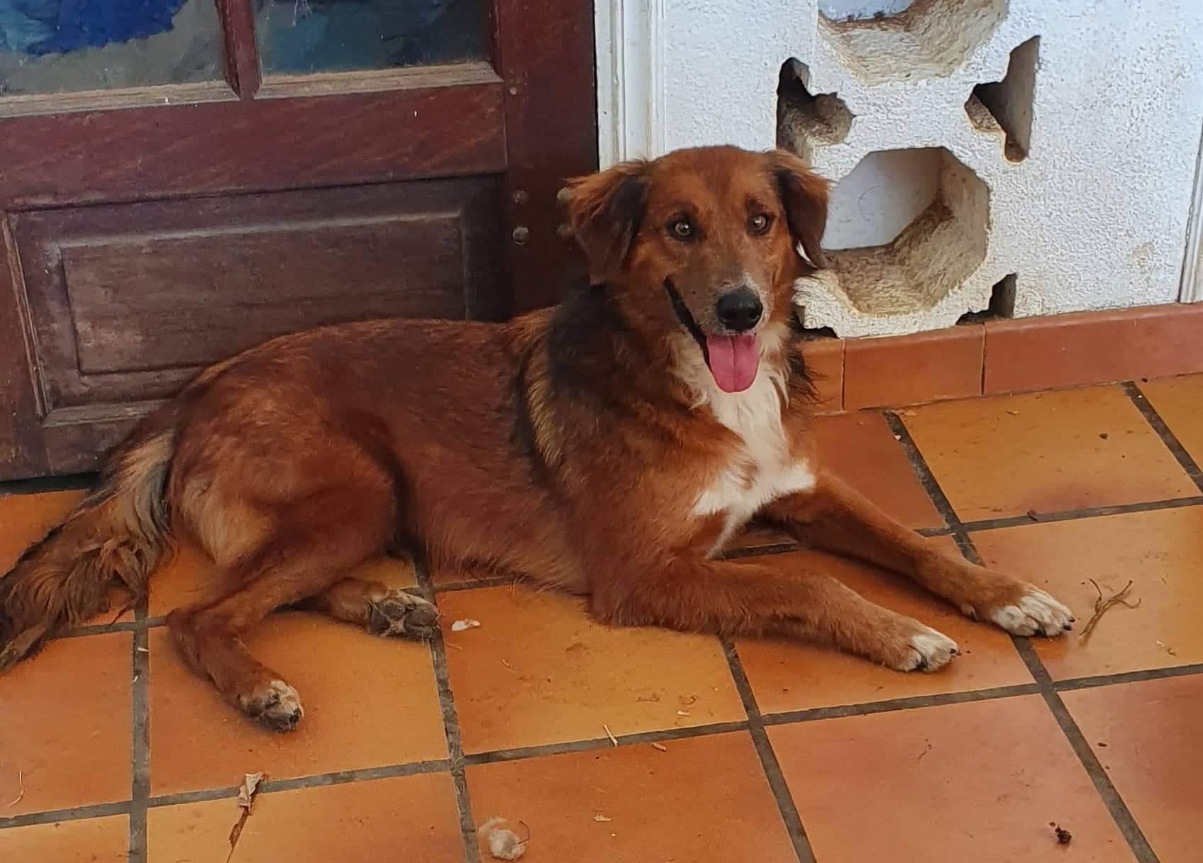 Chien fauve et blanc allongé, tire la langue