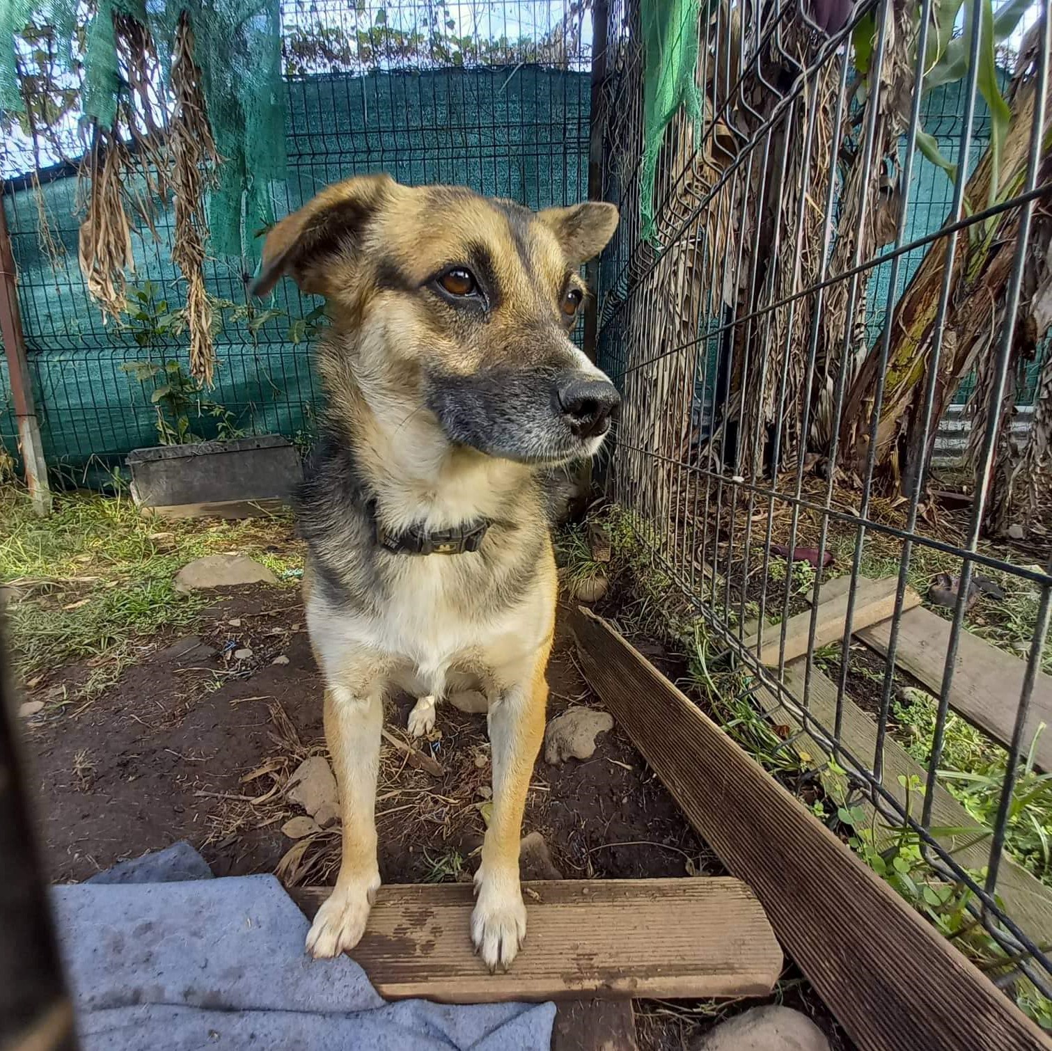 chien tricolore debout de face, avec un collier noir