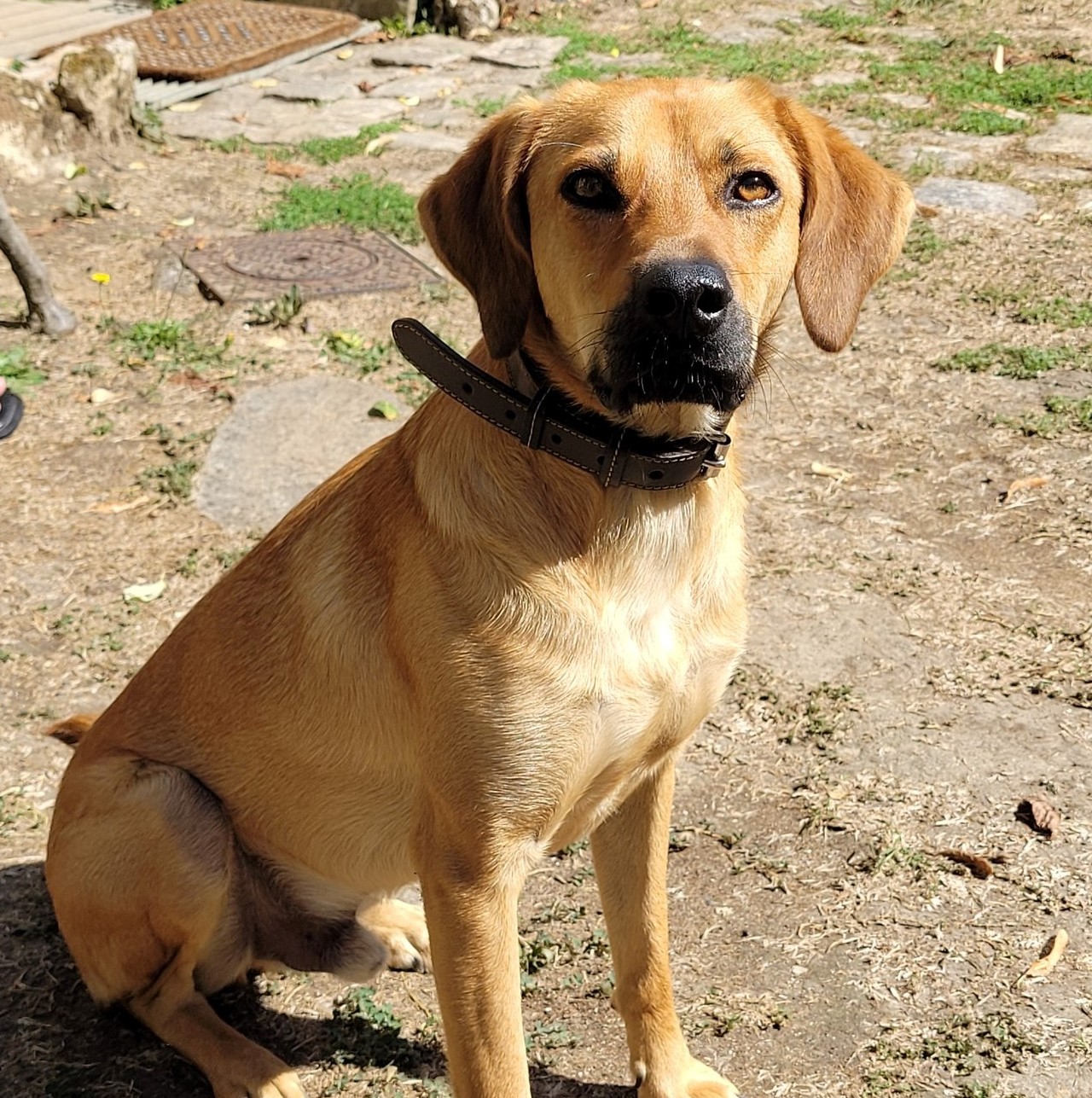 chien beige assis avec un collier marron, regarde la caméra