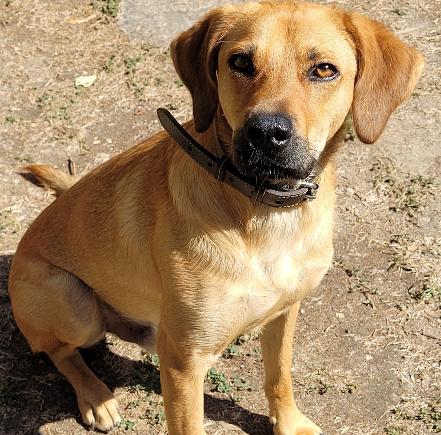 Chien beige assis avec un collier en cuir marron