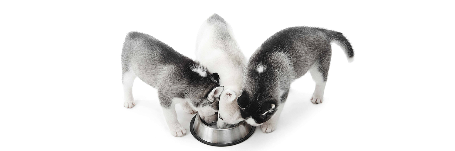 trois chiots huskies mangent la même gamelle