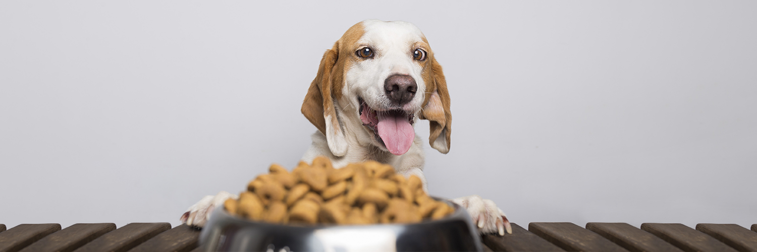 chien type chasse qui regarde avec envie une gamelle pleine de croquettes au premier plan