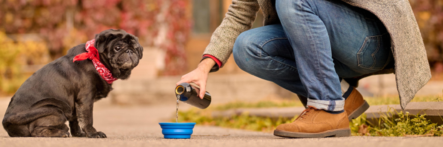 homme qui accroupi qui donne de l'eau à son chien typé bouledogue français dans une gamelle bleue