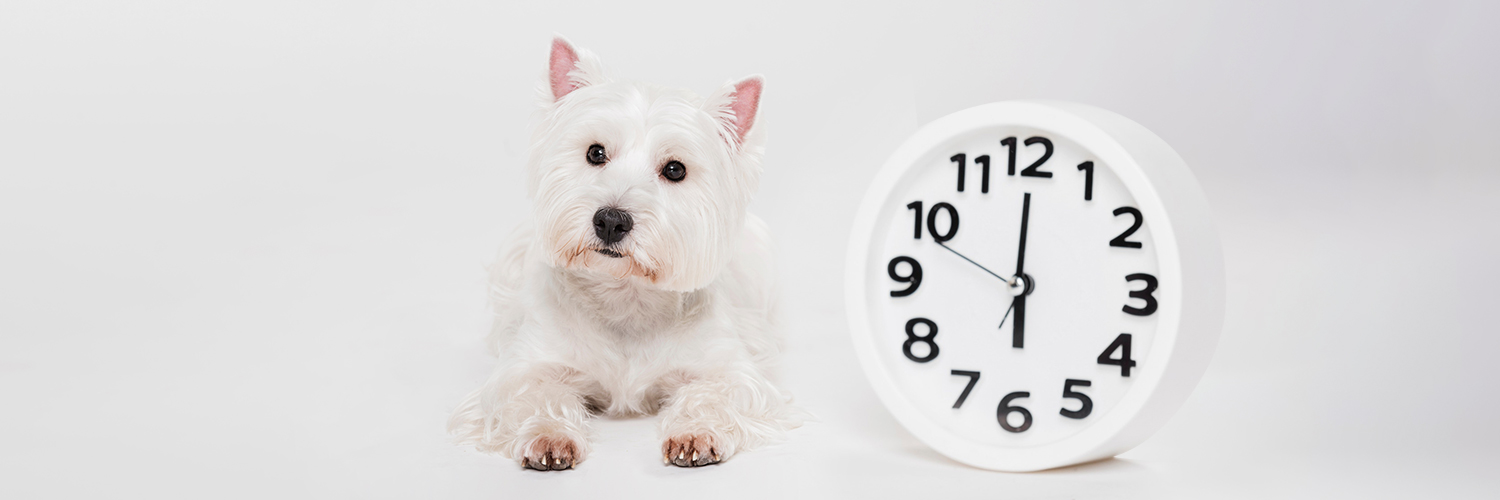 chien westie blanc couché face à l'objectif, à gauche une grosse horloge blanche