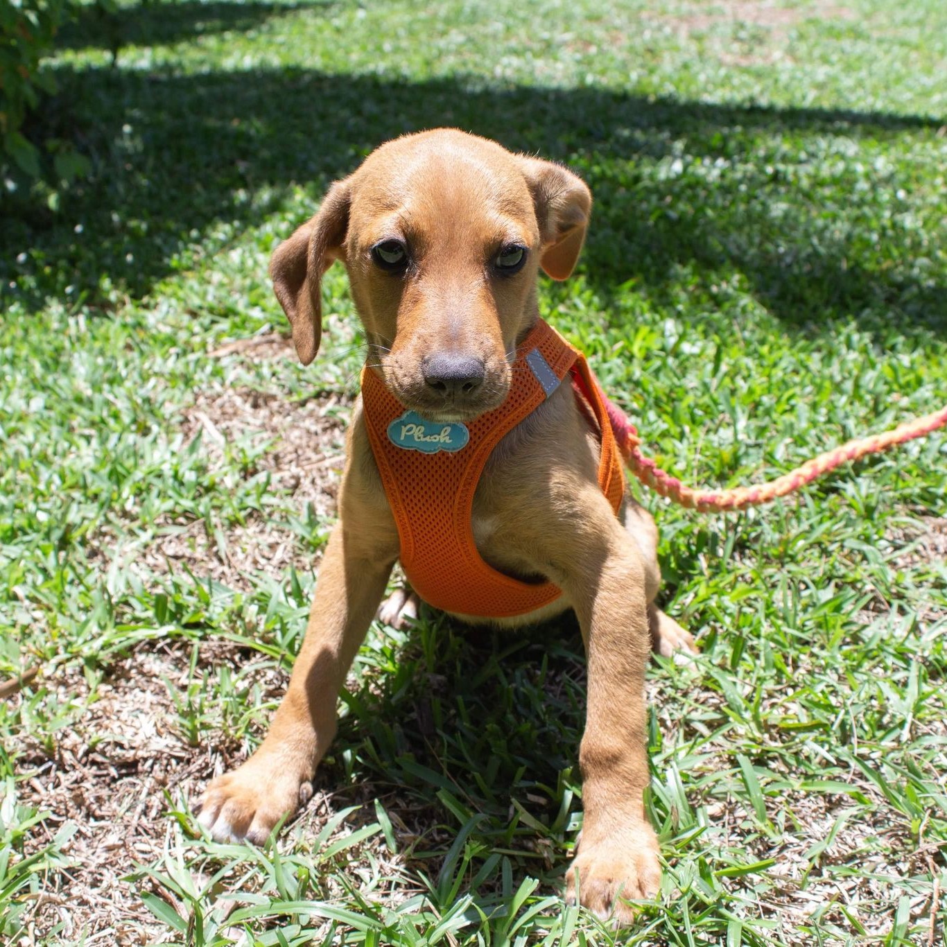 Petit chien orange avec un harnais orange, assis dans l'herbe qui regarde devant