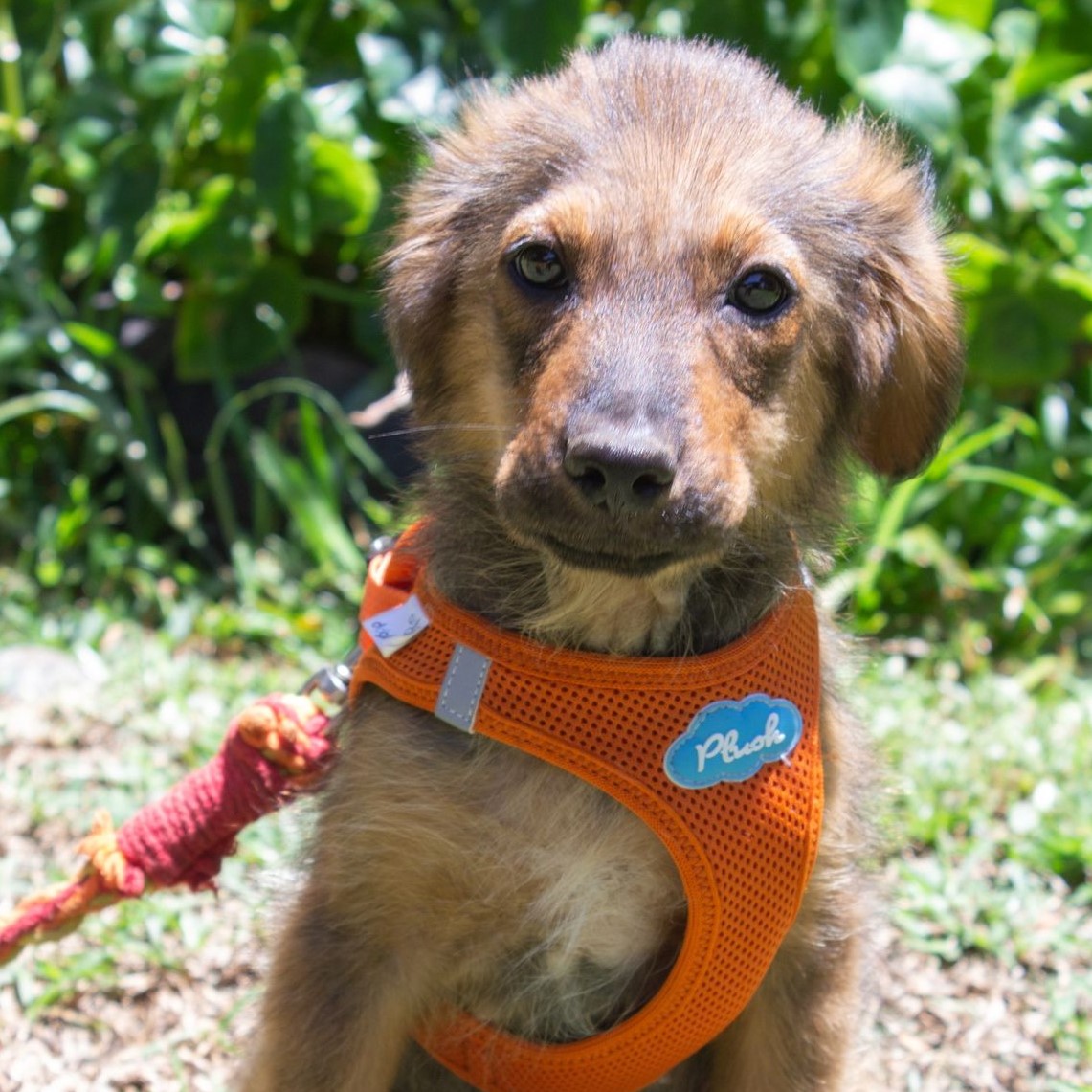 petit chien marron avec un harnais orange. il est assis et regarde droit devant