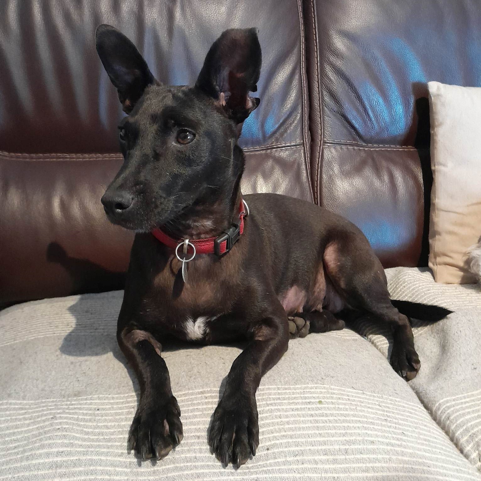 chien noir type pinscher avec un collier rouge