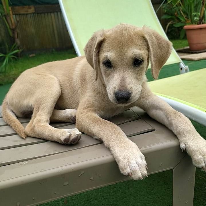 petit chien au pelage argenté couché