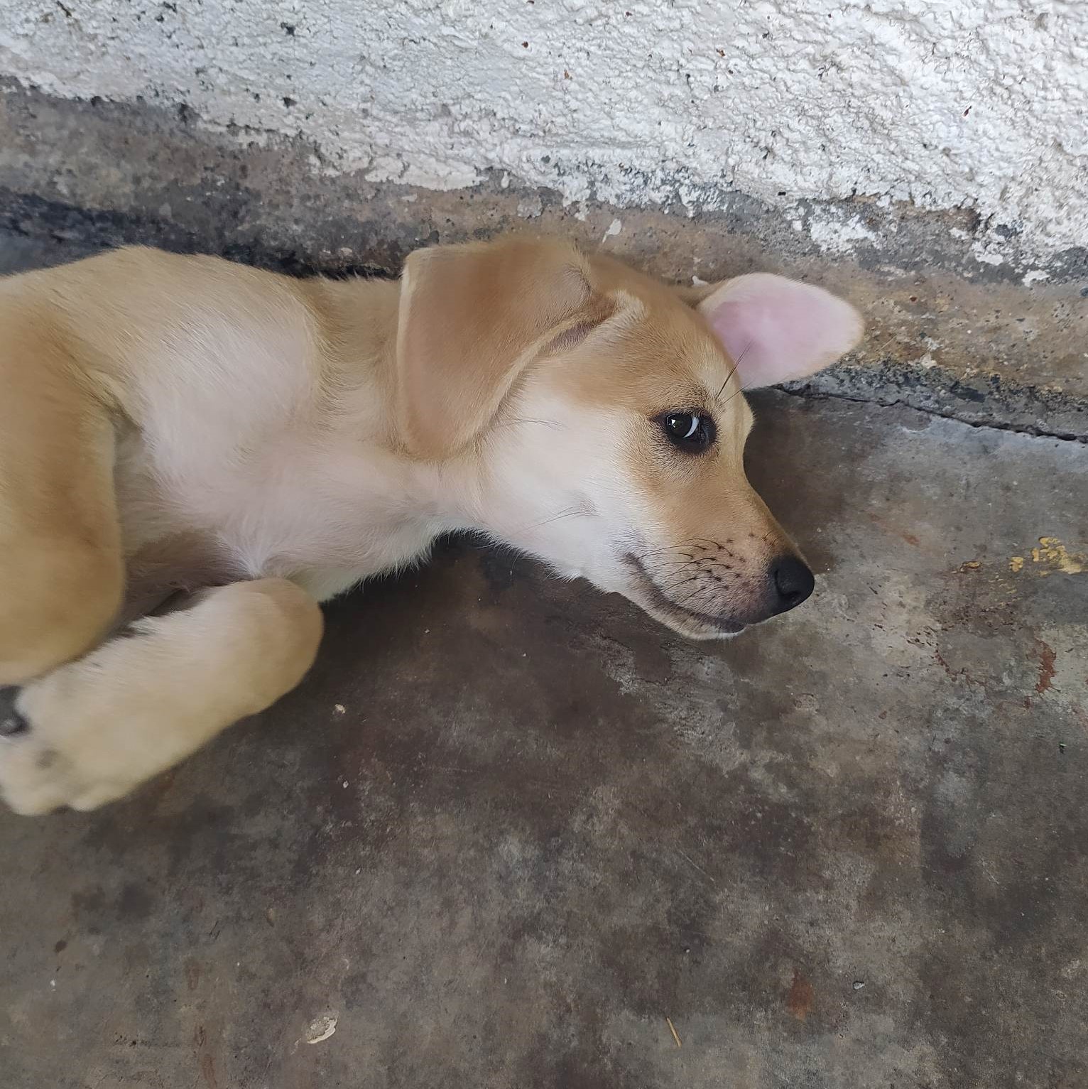 chiot beige allongé au sol sur une dalle de béton