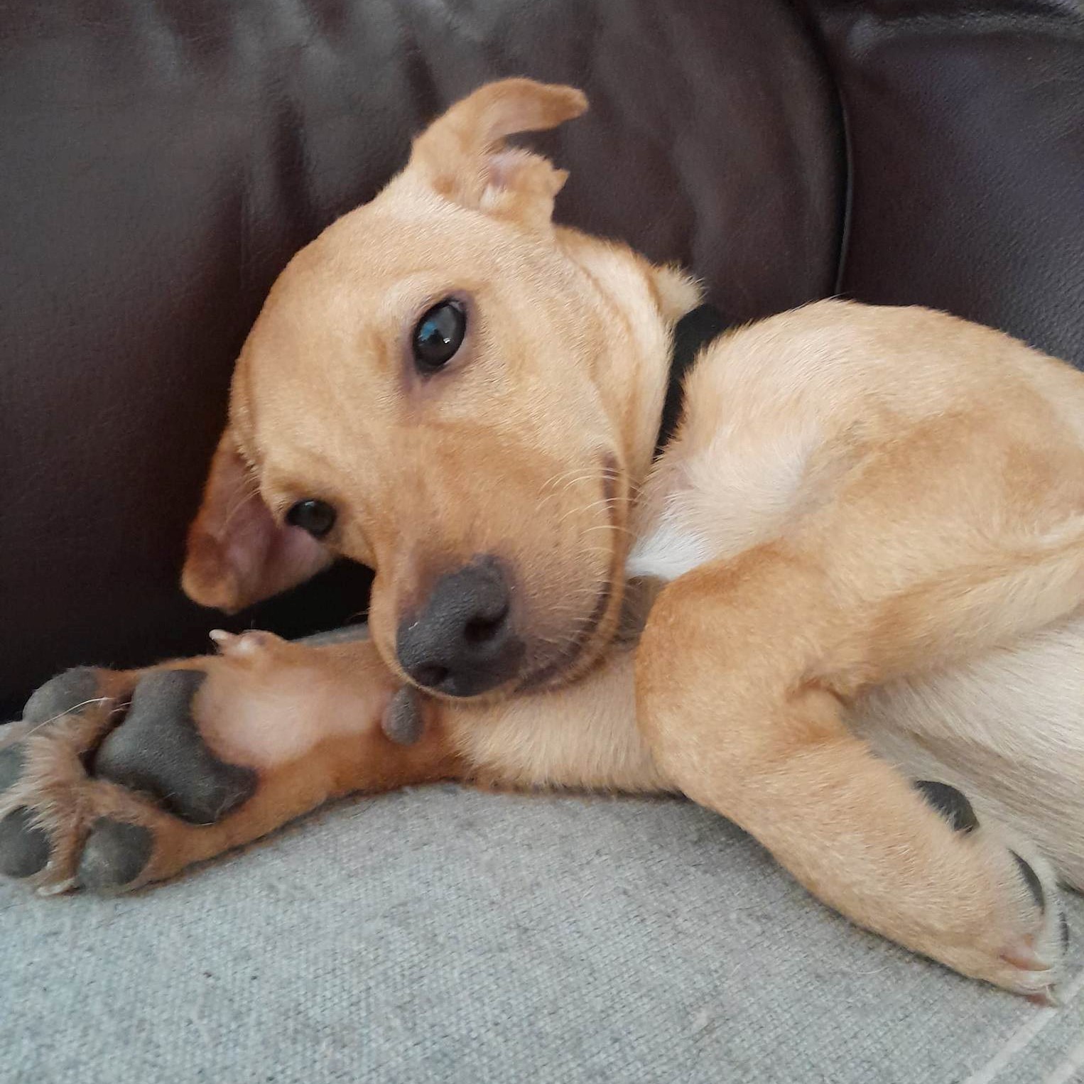 chiot beige allongé
