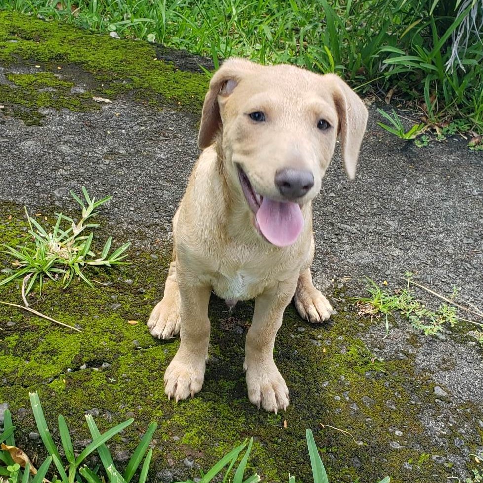 chiot argenté assis dehors