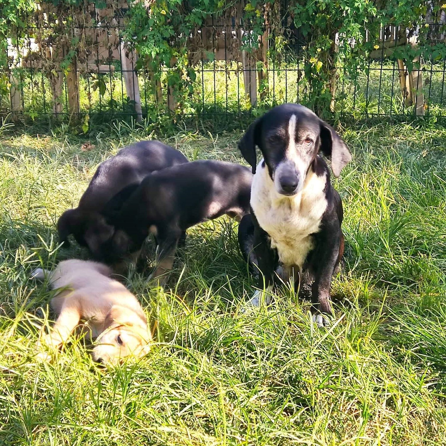 portrait d'un chien noir et blanc dans l'herbe avec trois chiots sur la gauche