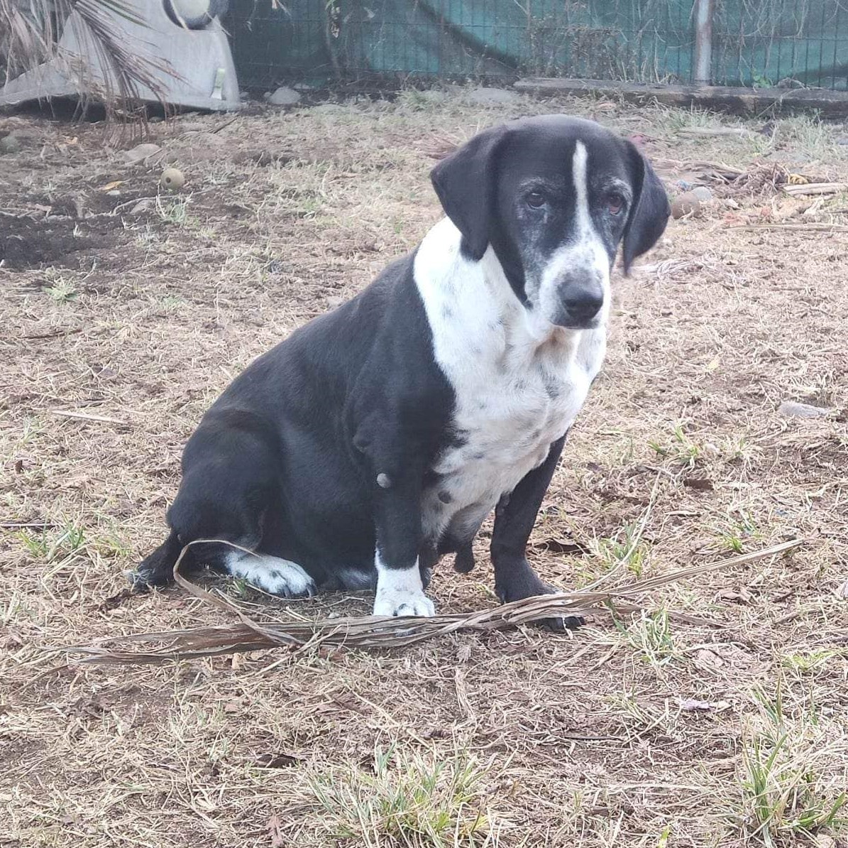 portrait d'un chien noir et blanc dans l'herbe assis