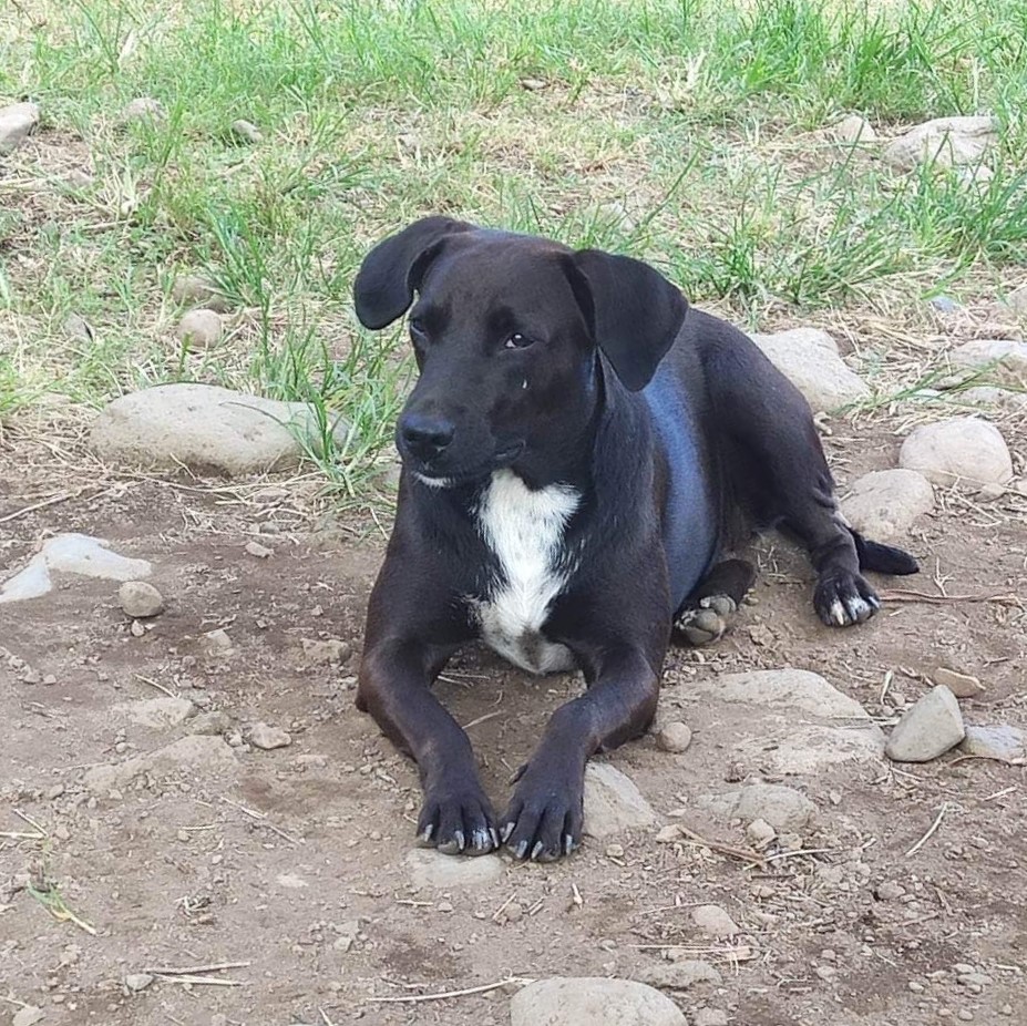 chien noir et blanc couché qui regarde vers la gauche