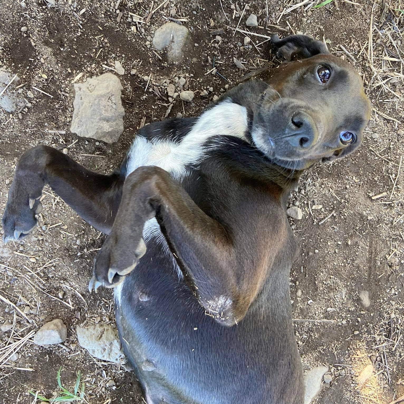 chien noir au plastron blanc couché dans la terre et les cailloux, sur le dos