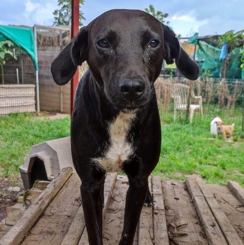 chien noir et blanc debout sur une planche de bois