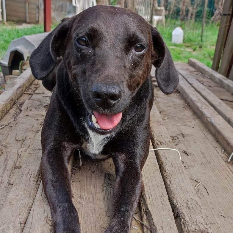 chien noir qui semble sourire à l'objectif