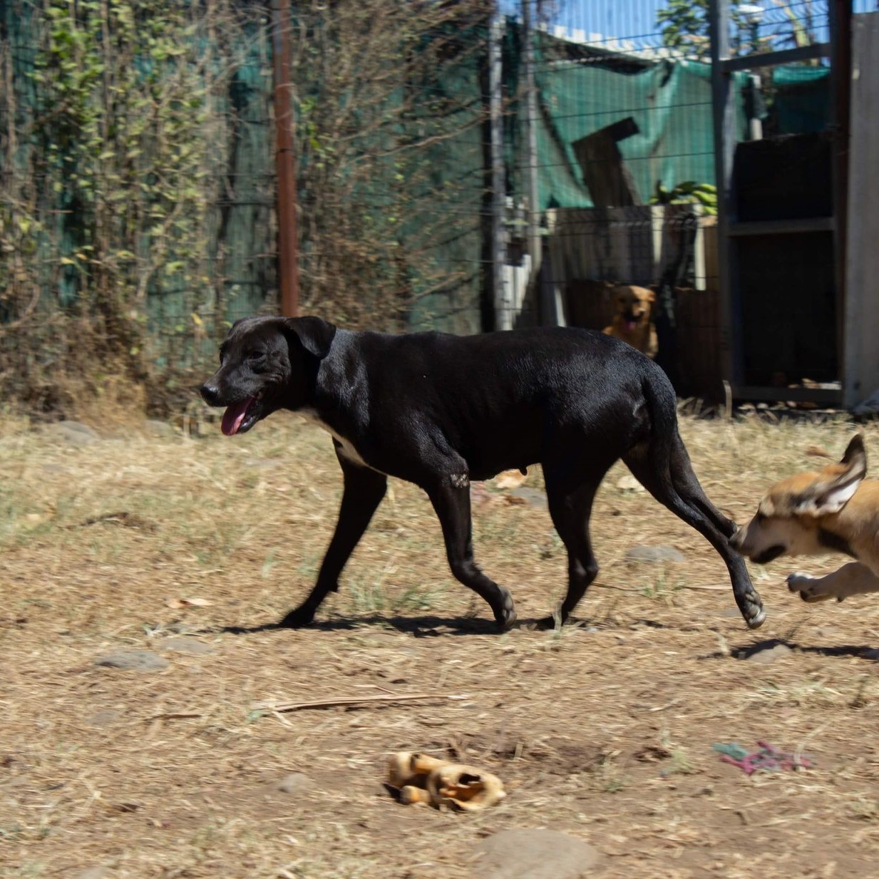 chien noir type labrador qui court