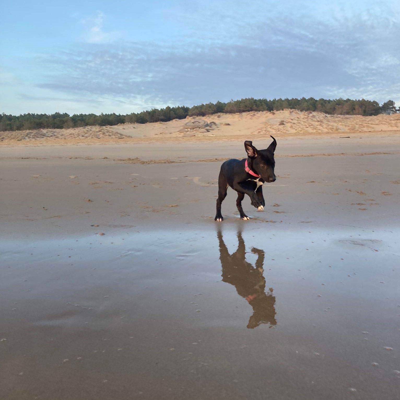 chiot noir qui court sur la plage