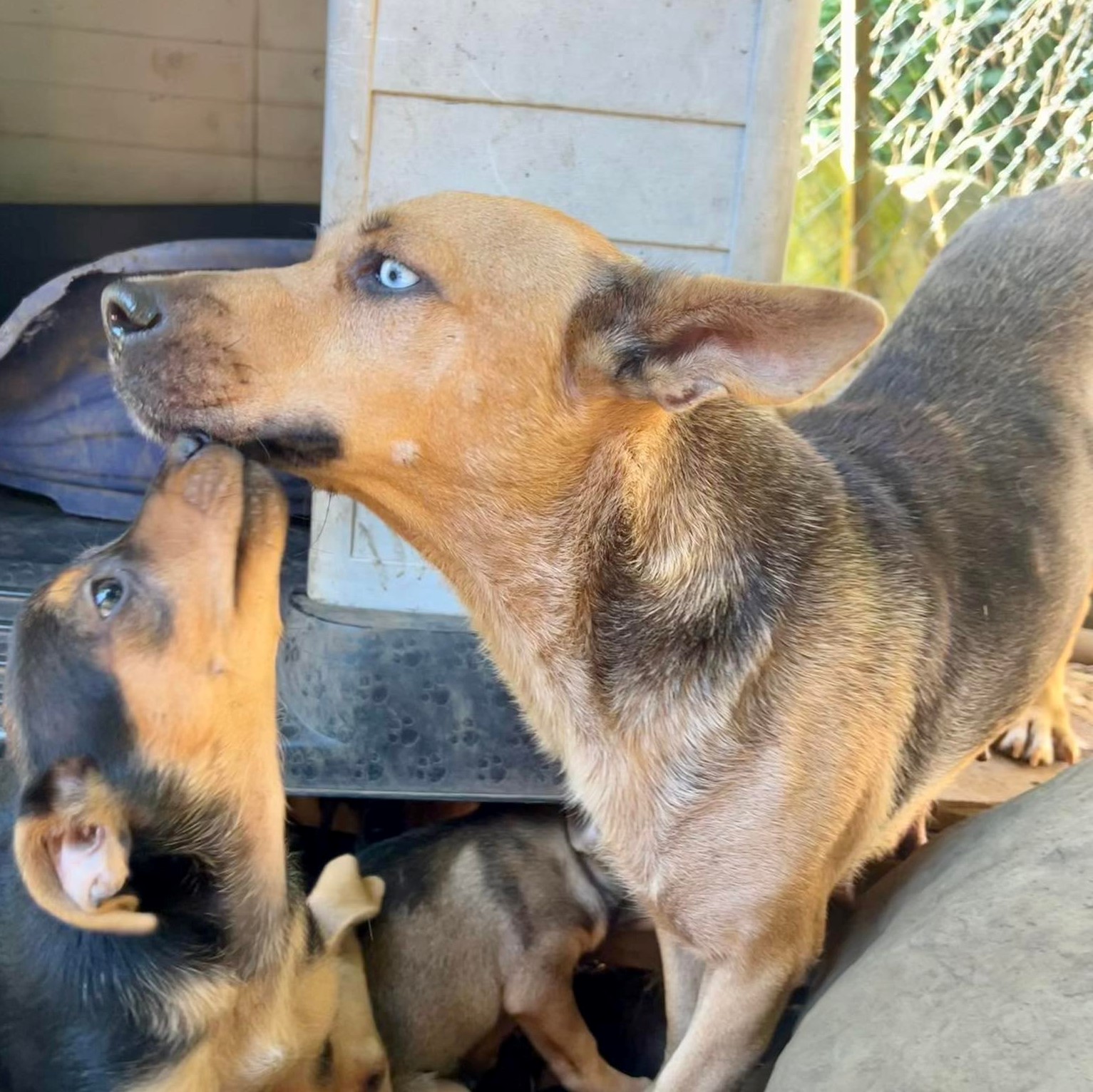 chien type berger au yeux bleus de profil