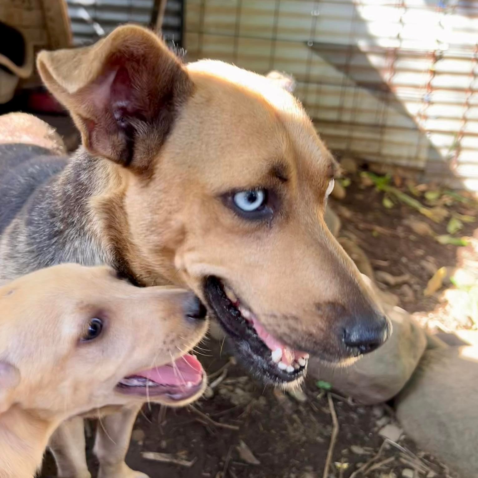 chien type berger aux yeux bleus de profil