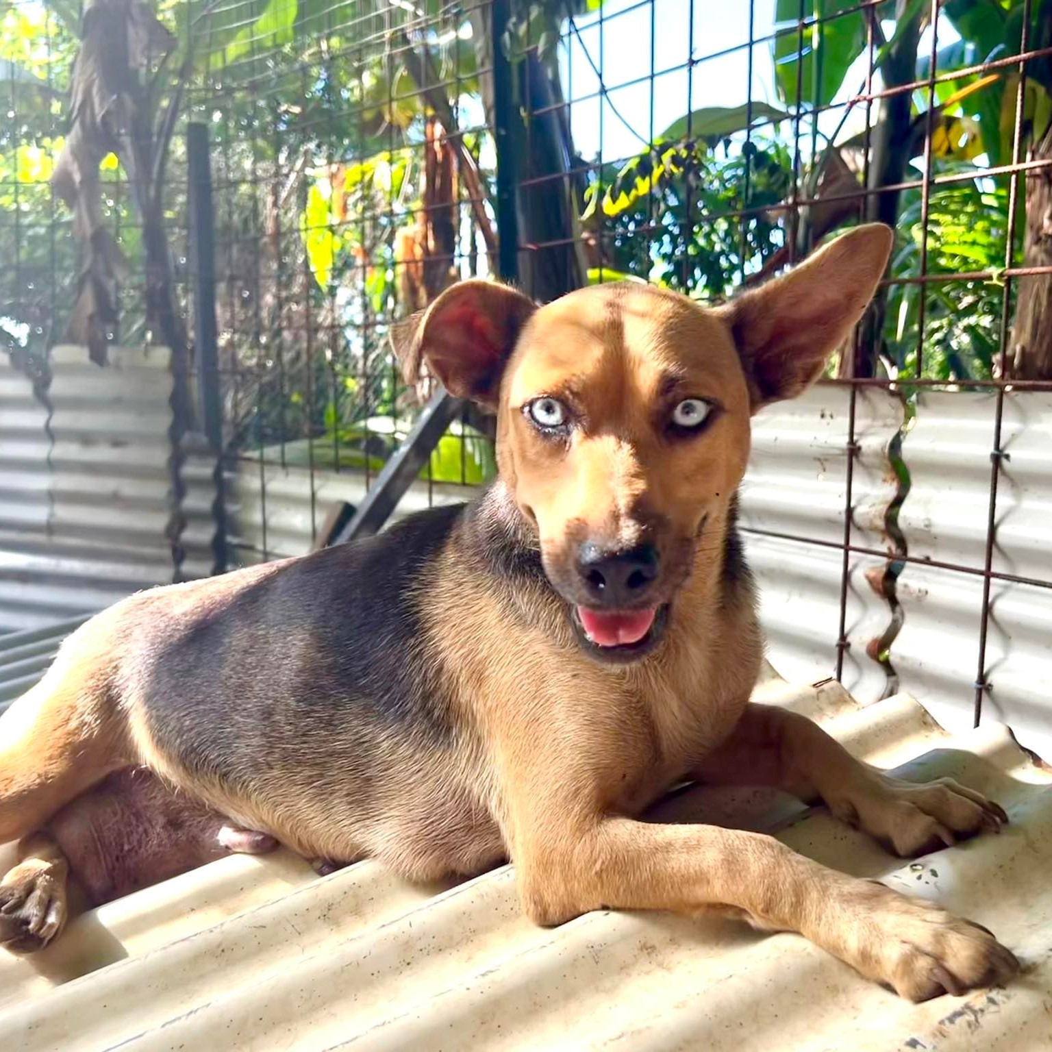 chien de type berger aux yeux bleus, couché sur une plaque en tôle