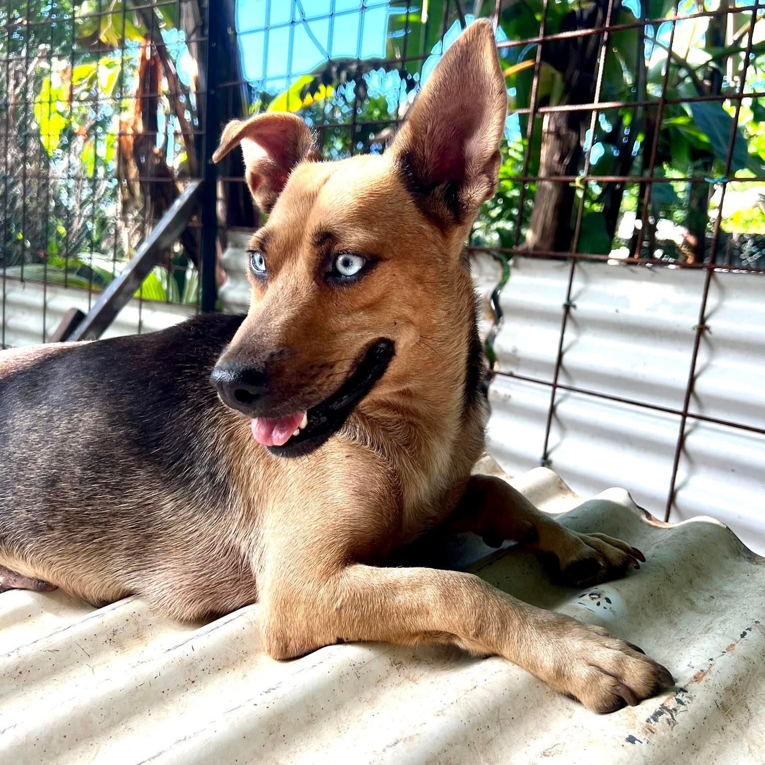 chien de type berger aux yeux bleus, couché sur une plaque en tôle