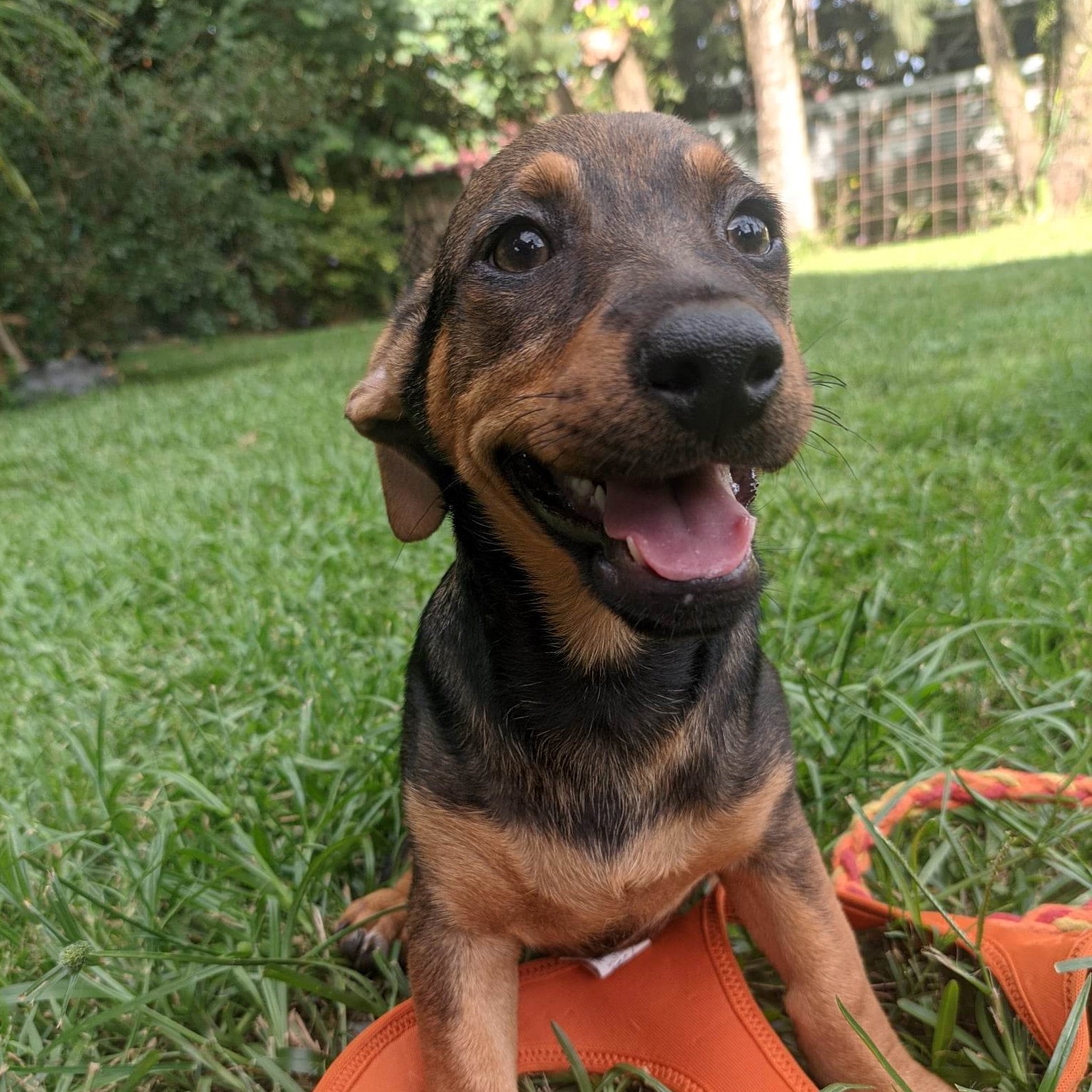 chiot marron et fauve assis dans l'herbe avec un harnais orange au sol