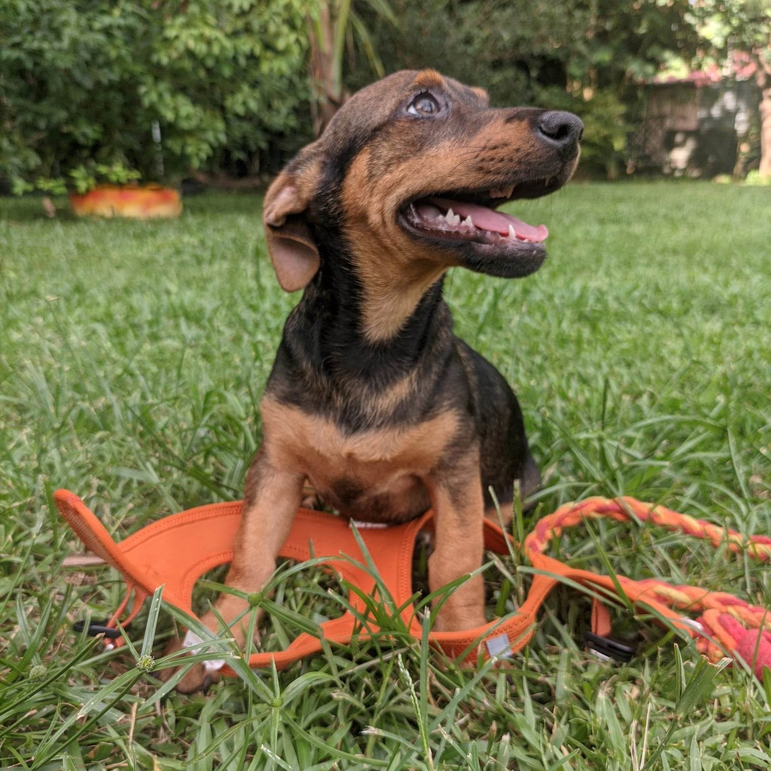 chiot marron et fauve assis dans l'herbe avec un harnais orange au sol