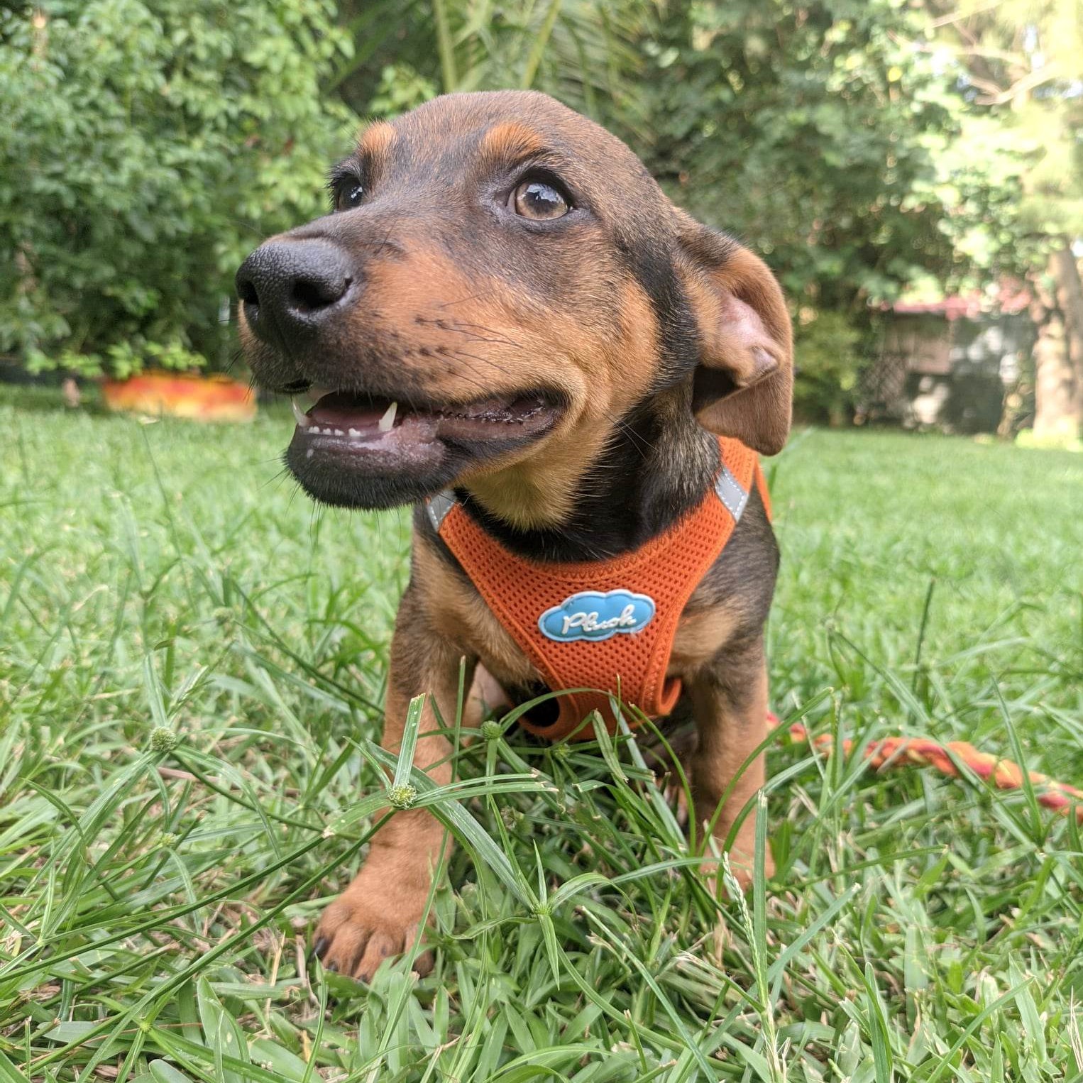 chiot marron et fauve assis dans l'herbe qui porte un harnais orange