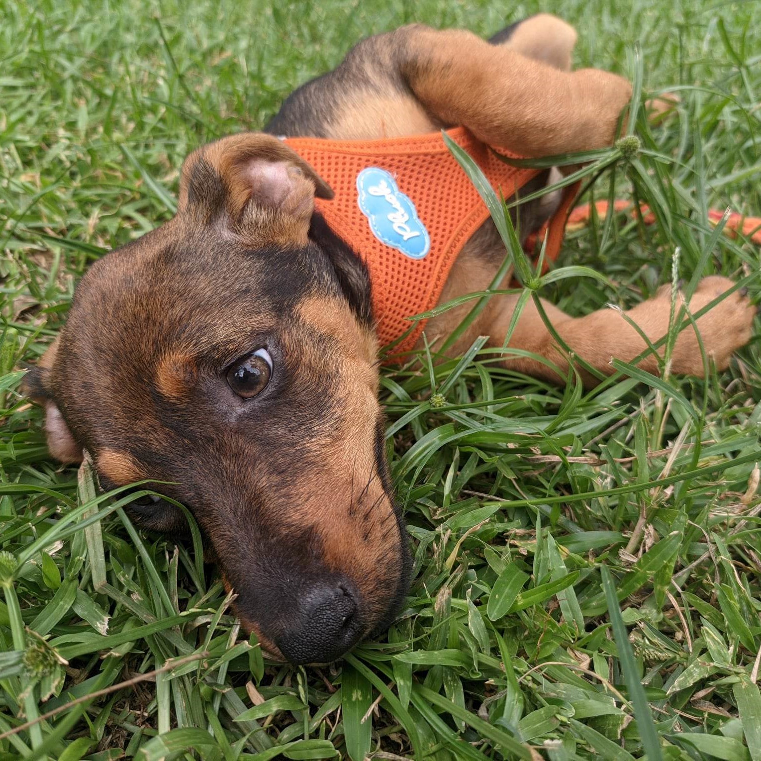 chiot marron et fauve couché dans l'herbe qui porte un harnais orange et se place sur le dos