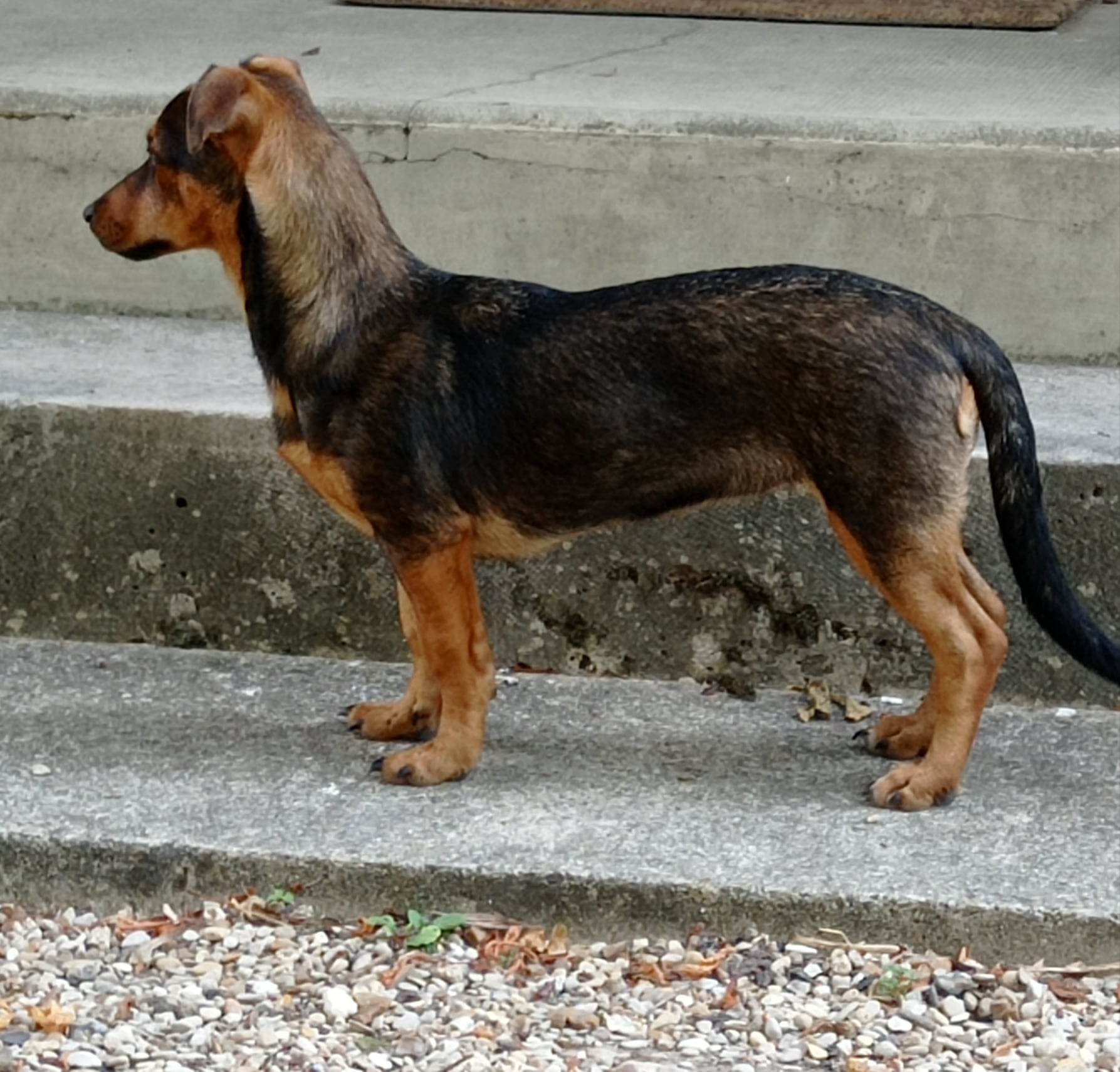 chien noir et feu debout de profil