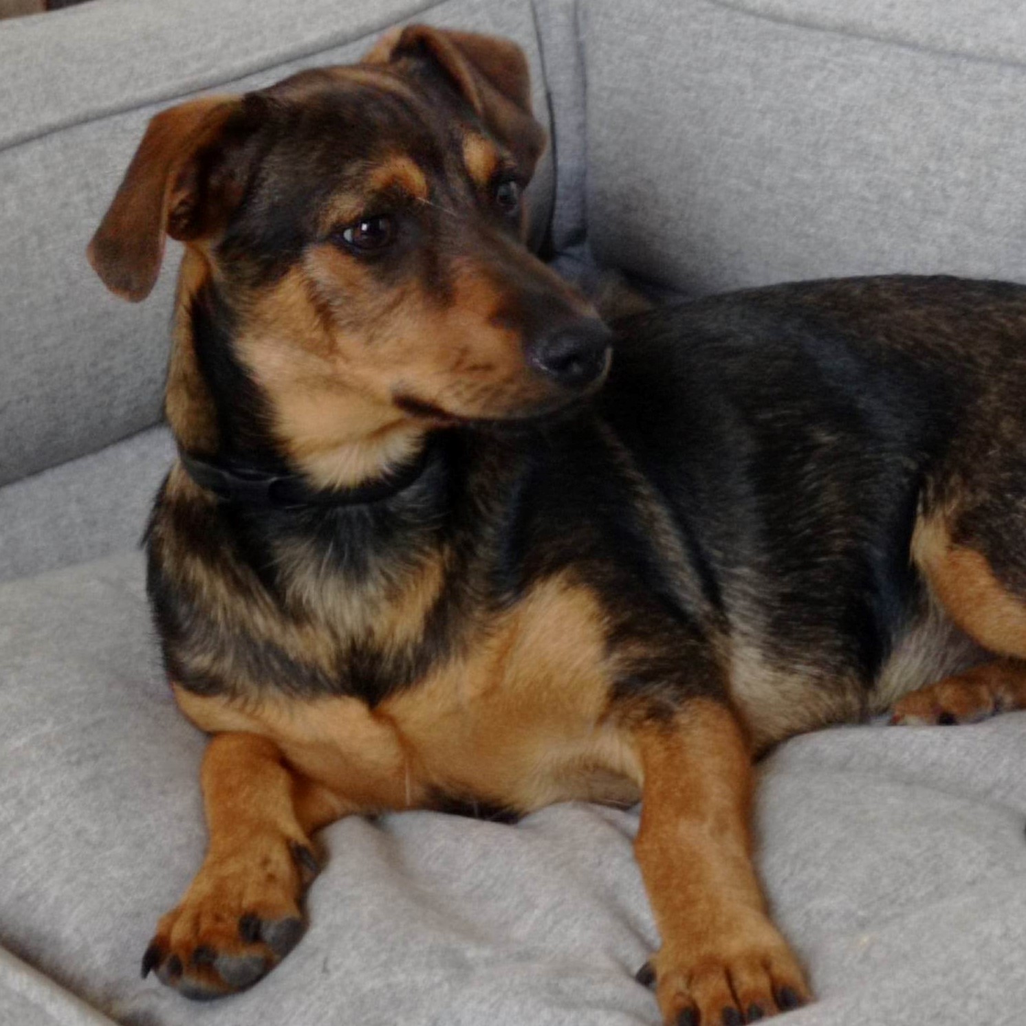 chien noir et feu allongé au dans un panier gris