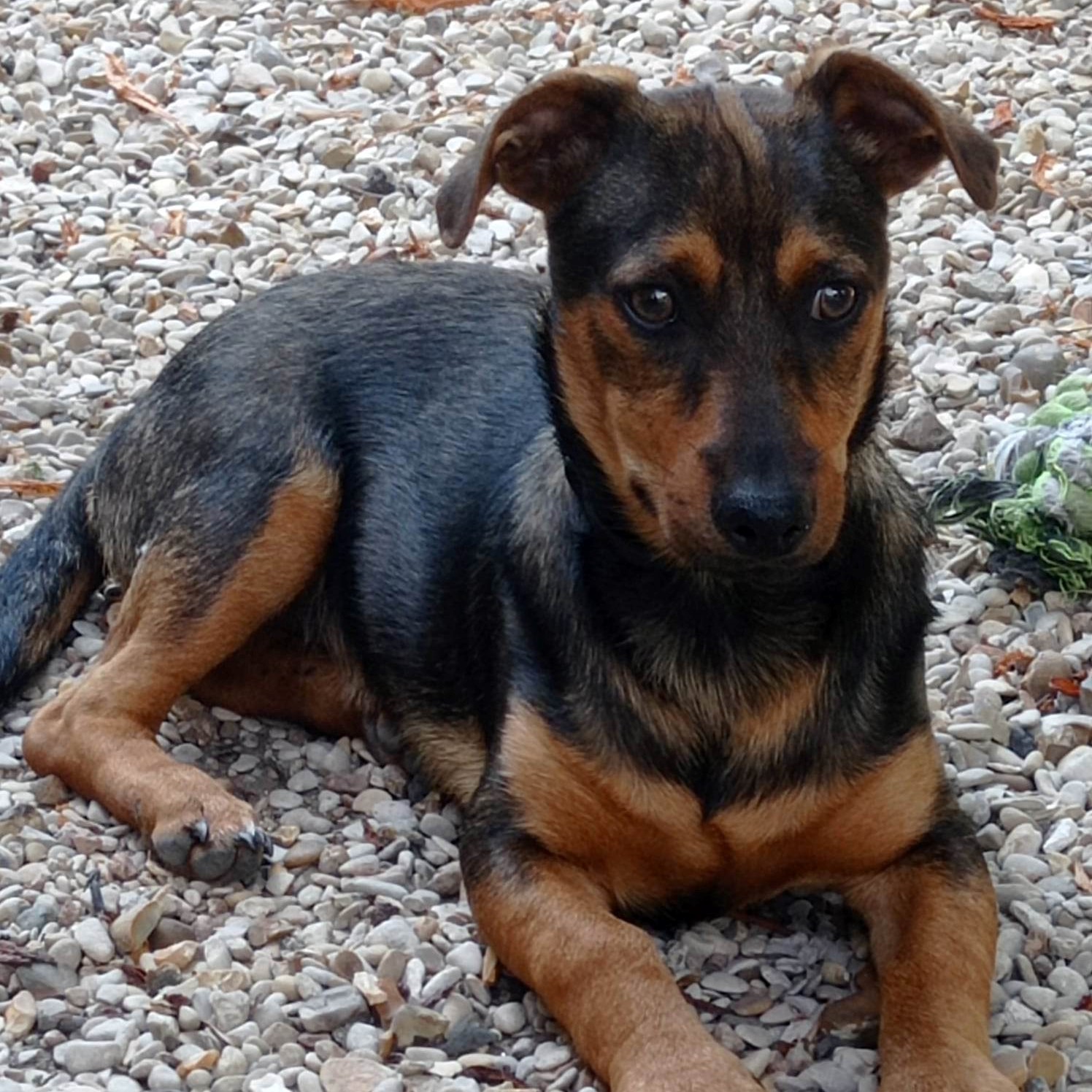 chien noir et feu allongé au sol qui regarde droit devant