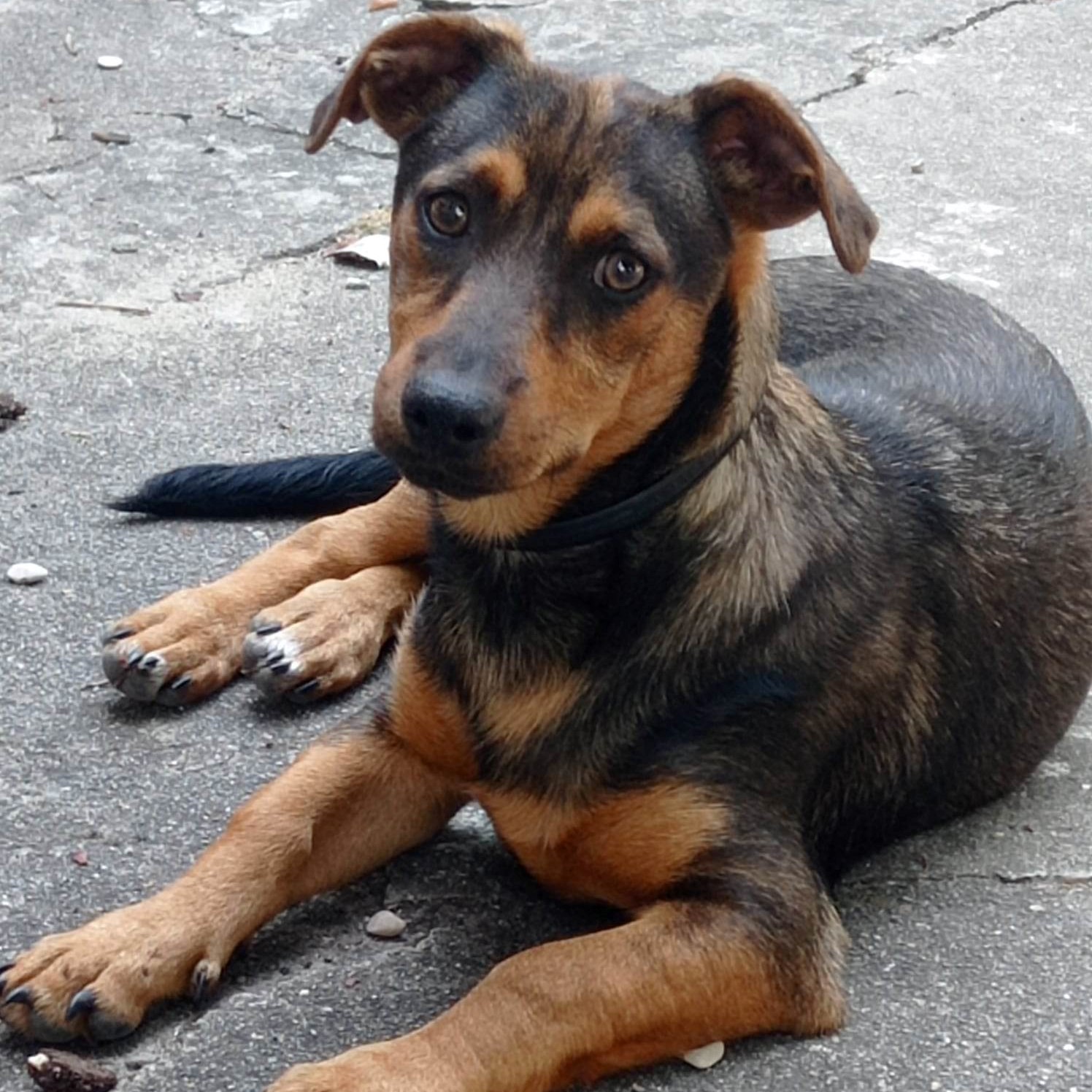 chien noir et feu allongé au sol qui regarde l'objectif