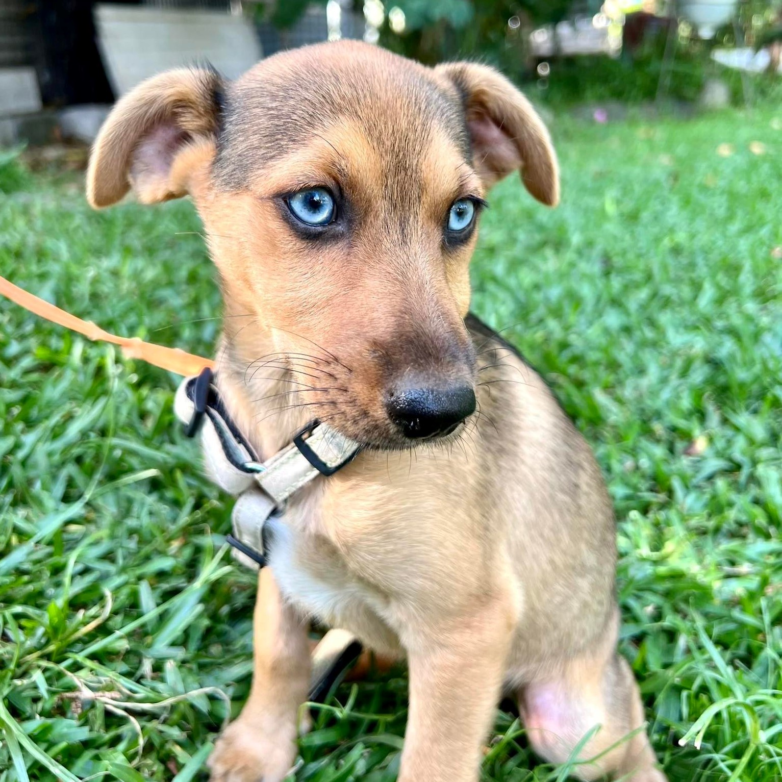 chien beige charbonné aux yeux bleus