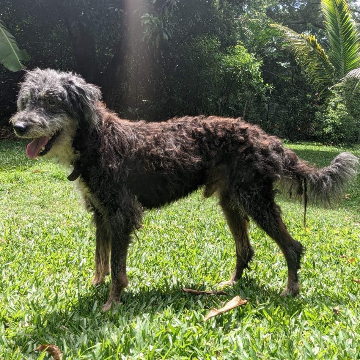 chien type griffon au poil frisé debout de profil