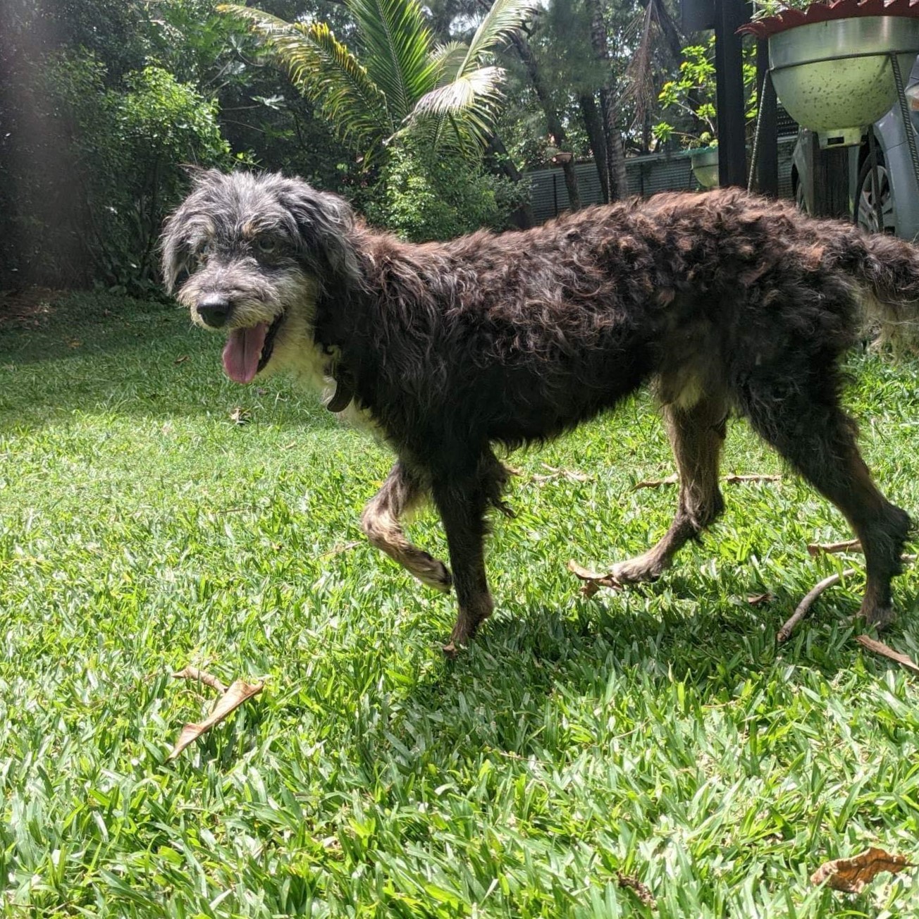 chien type griffon au poil frisé debout de profil qui regarde l'objectif