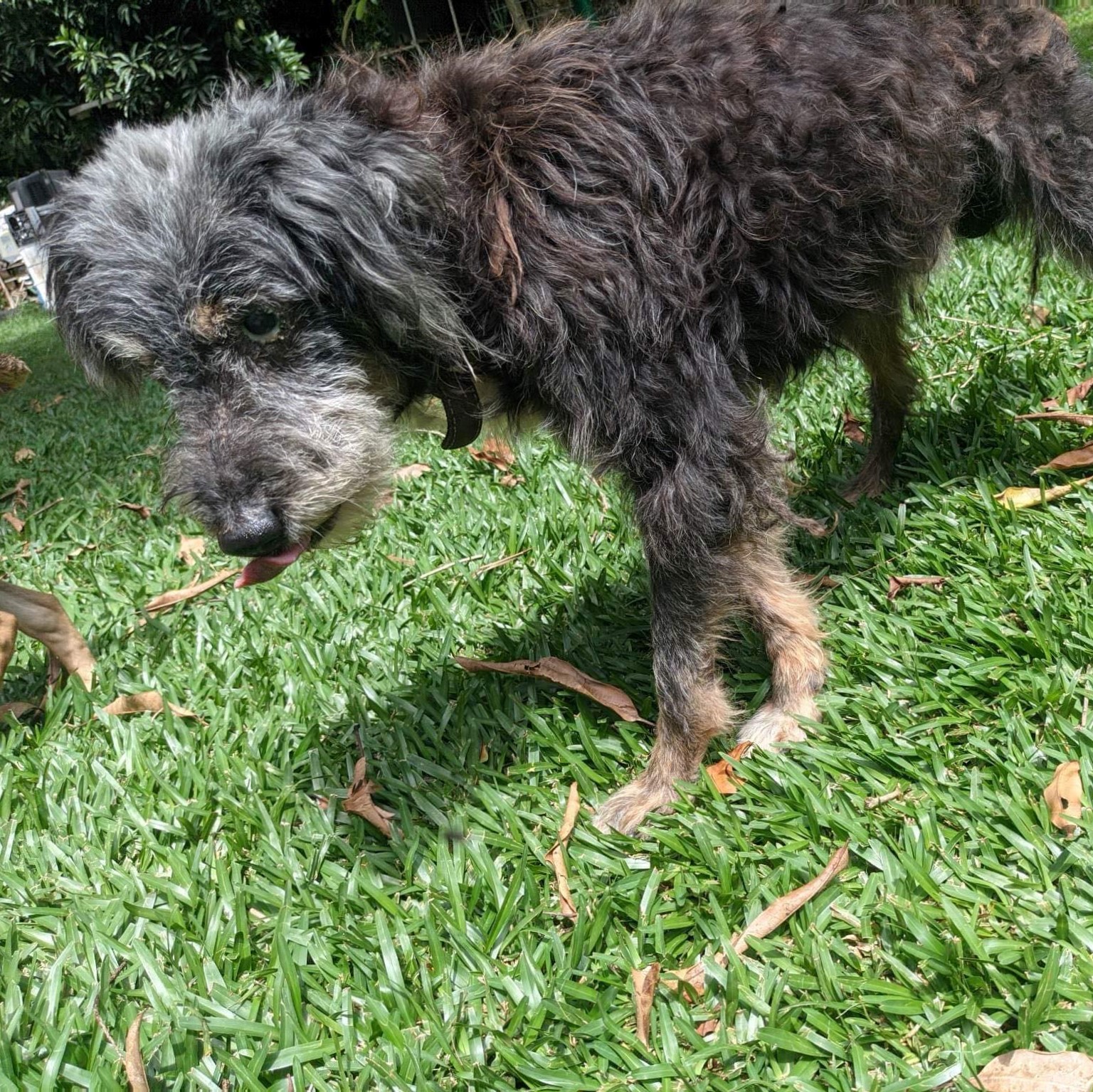 chien type griffon au poil frisé debout de profil