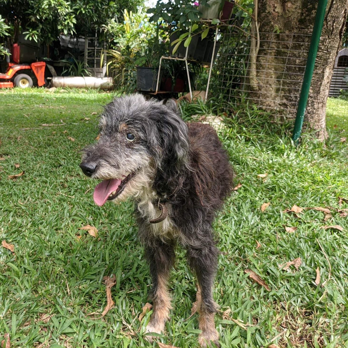 chien type griffon au poil frisé debout de face