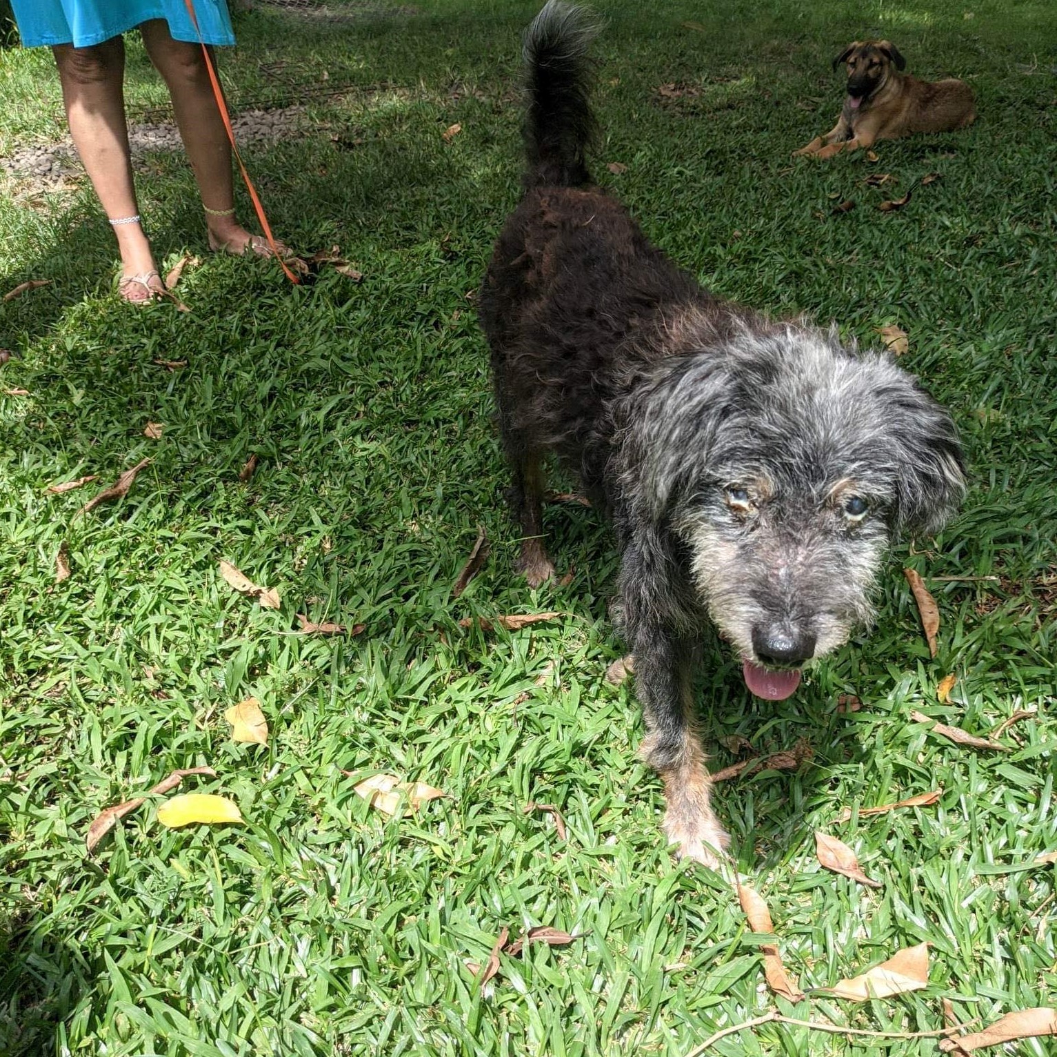 chien type griffon au poil frisé debout de face qui marche vers l'objectif