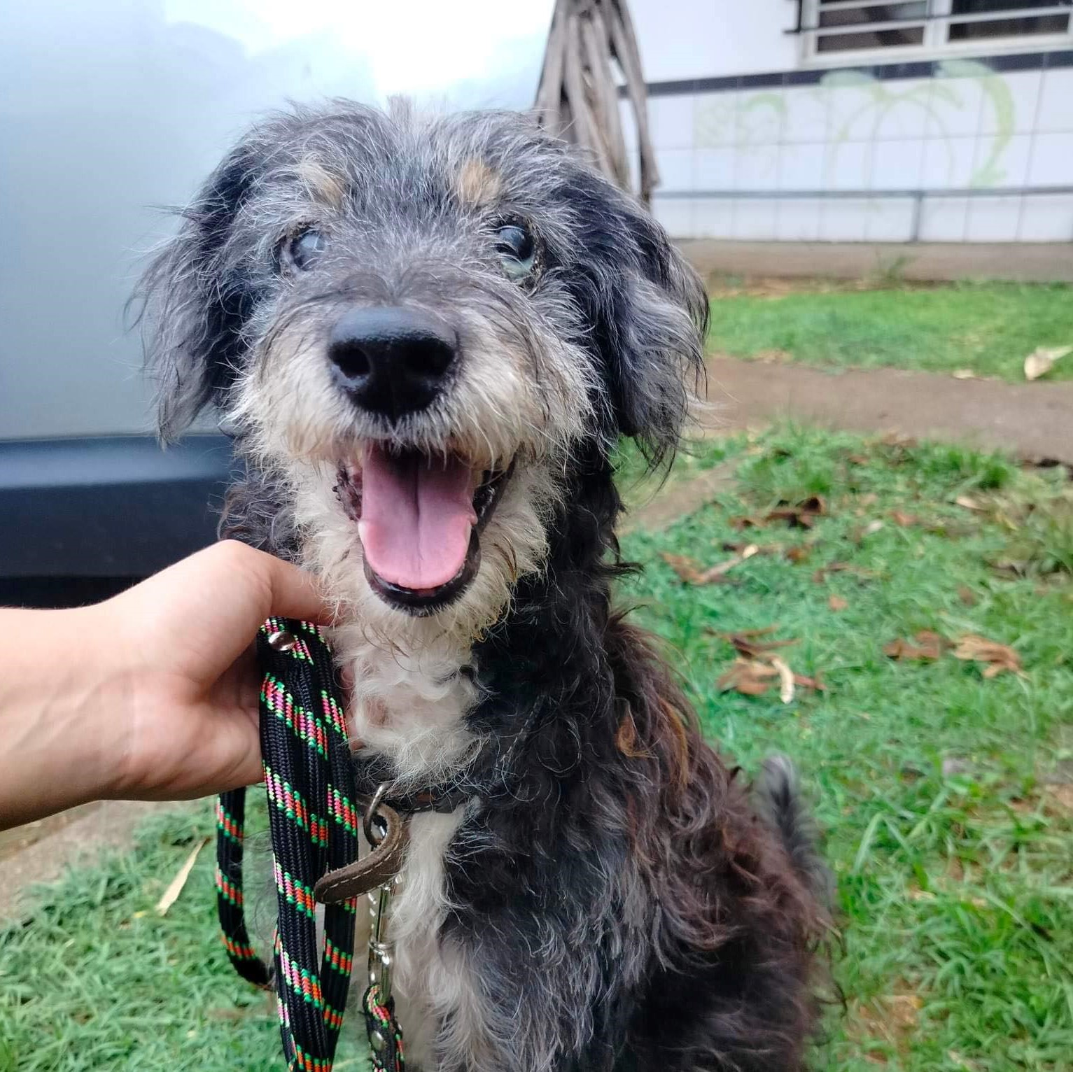 chien type griffon de face qui semble sourire