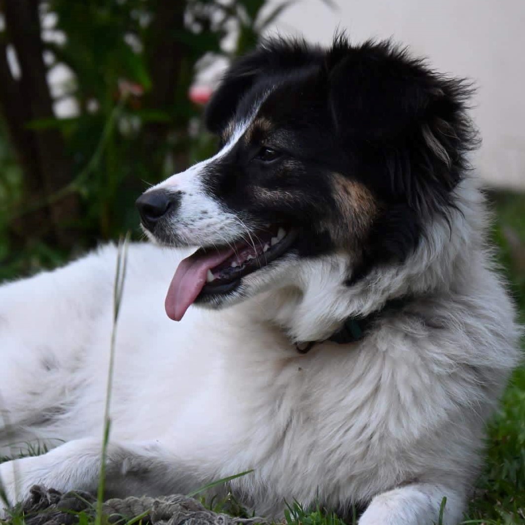 portrait d'un chien type border collie tricolore